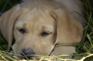 3 Monate alter junger Labrador schläft im Gras