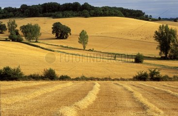 Paysage du Gers en été et champ de chaumes