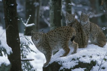 Trois lynx boréaux sur rocher enneigé Europe