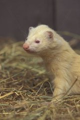 Furet albinos apprivoisé dans son enclos France