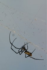 Araignée géante à toile dorée sur sa toile Mayotte