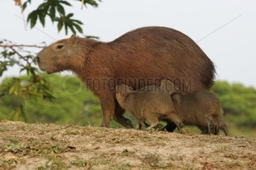 Capybara Frau  die ihren jungen Brasilien pflegt