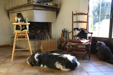 Cats sitting and dog slept around a fireplace France