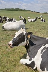 Herd of Prim'Holstein Cow at rest in meadow France