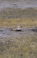 Prairie Dogs playing Grasslands National Park Canada