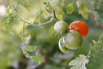 Grappe de tomates anciennes Prize of the Trial