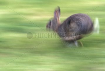 European Rabbit quickly running Picardie France