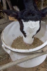Veau Prim'Holstein mangeant des granules dans un seau