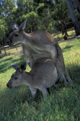 Accouplement de Kangourou Australie