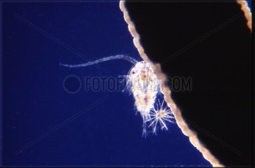 Anemone catching a copepod and two radiolarian