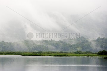 Marsh of Kaw under the fog in French Guiana