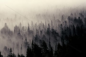 Forêt de conifères dans la brume Finlande