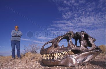 Crâne d'Allosaure et scientifique Wyoming USA