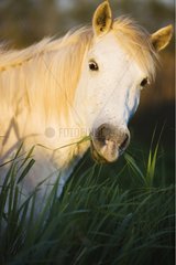 Close up of a White Camargue horse feeding Camargue