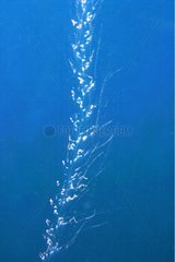 Ctenophore swimming between two water