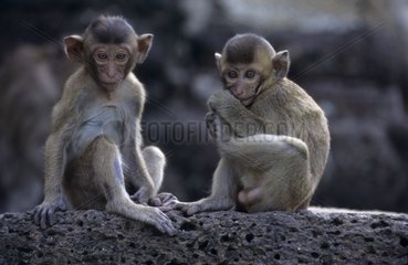 Jeunes Macaques crabiers assis Thaïlande