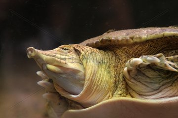 Softshell turtle swimming in an aquarium France