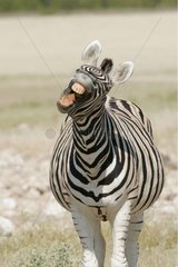Zebras yawning National park of Etosha
