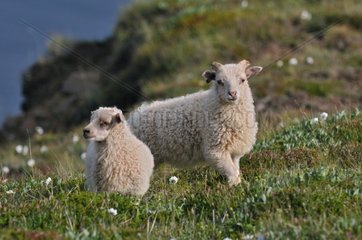 Two Lambs Iceland