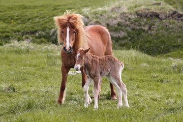 Icelandic horses in a meadow Iceland