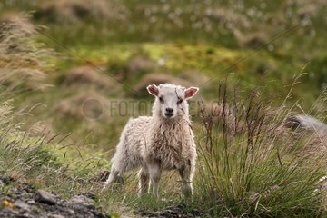 Lamb on the heath in Iceland