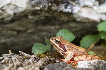 Grass frog in the NP Durmitor in Montenegro