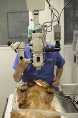 Ophtalmology veterinarian on an English cocker spaniel