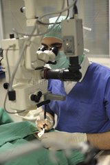 Ophtalmology veterinarian on an English cocker spaniel