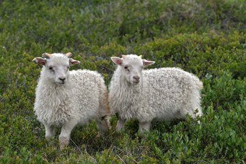 Lambs in heath in Iceland