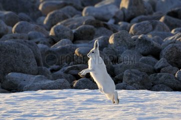 Arctic hare fleeing Hoegh Cape Coast of Greenland