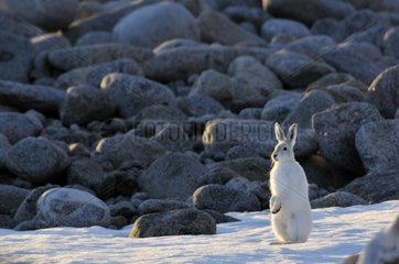 Arctic hare Hoegh Cape Coast of Greenland