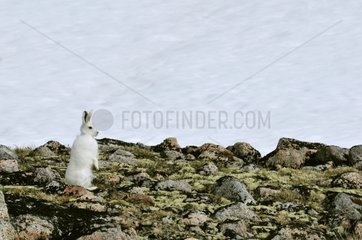 Arctic hare Hoegh Cape on the east coast of Greenland