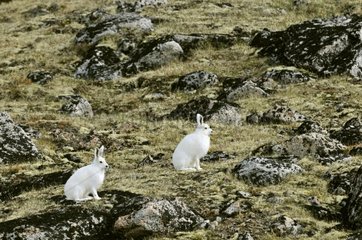 Two Arctic hares on a plateau in Greenland