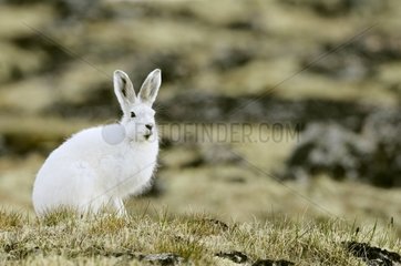 Arctic hare Hoegh Cape on the east coast of Greenland