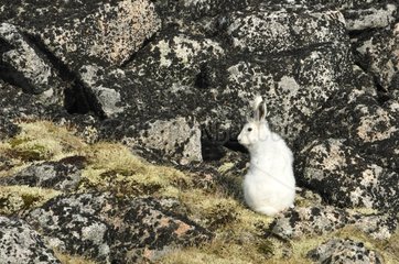 Arctic hare behind rocks in Greenland