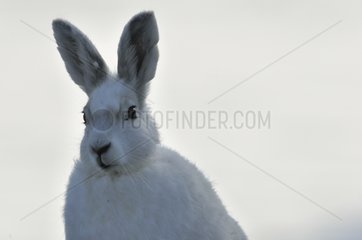 Portrait of an Arctic hare in Greenland