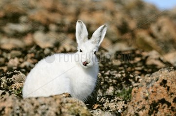 Arctic hare showing its tongue Greenland