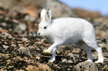 Arctic hare at Hoegh Cape on the east coast of Greenland
