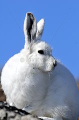 Arctic hare at Hoegh Cape on the east coast of Greenland