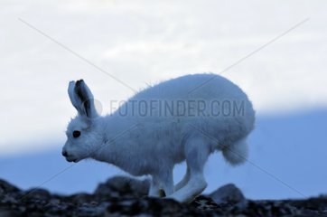 Arctic hare fleeing Hoegh Cape on the east coast Greenland