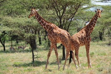Reticulated giraffes back to back in the bush Samburu Kenya