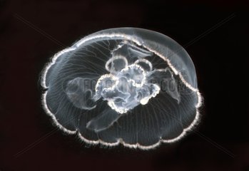 Jellyfish 20cm Méditerranée nord occidentale