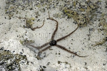 Brittle star at low tide Isle of Pines
