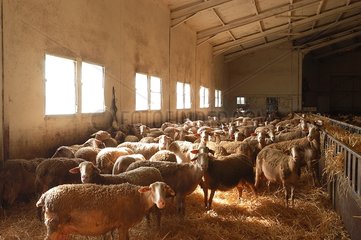 Molkerei-Mutterschafe für die Herstellung des Roqueforts in einem Schafsfalten