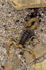 Skorpion Arizona USA