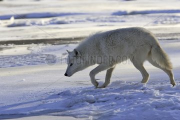 Wolf in the snow in the USA