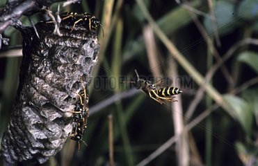 European paper wasps flight or posed and their nest France