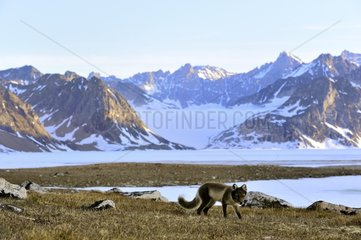 Arctic Fox walking in Cape Hoegh in Greenland