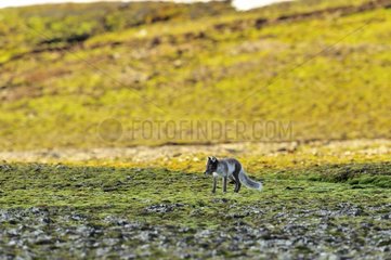 Arctic Fox walking in the toundra Cape Hoegh in Greenland