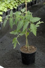 Plant greffe de tomate